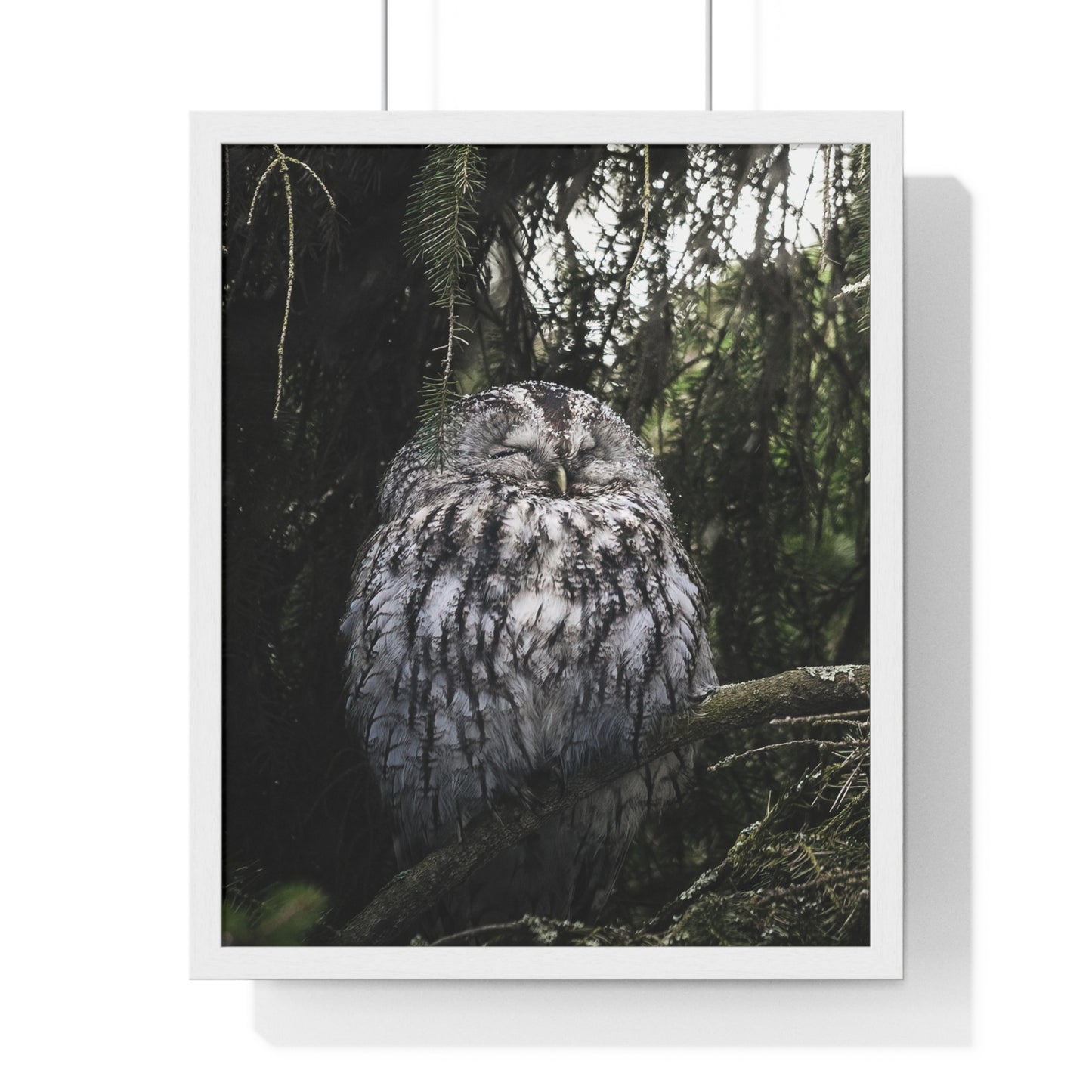 Sleepy Tawny Owl