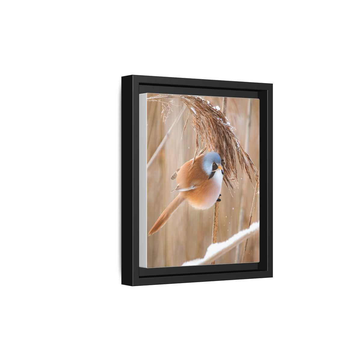 Framed Matte Canvas - Bearded Reedling Bird Photography (Winter Marsh)
