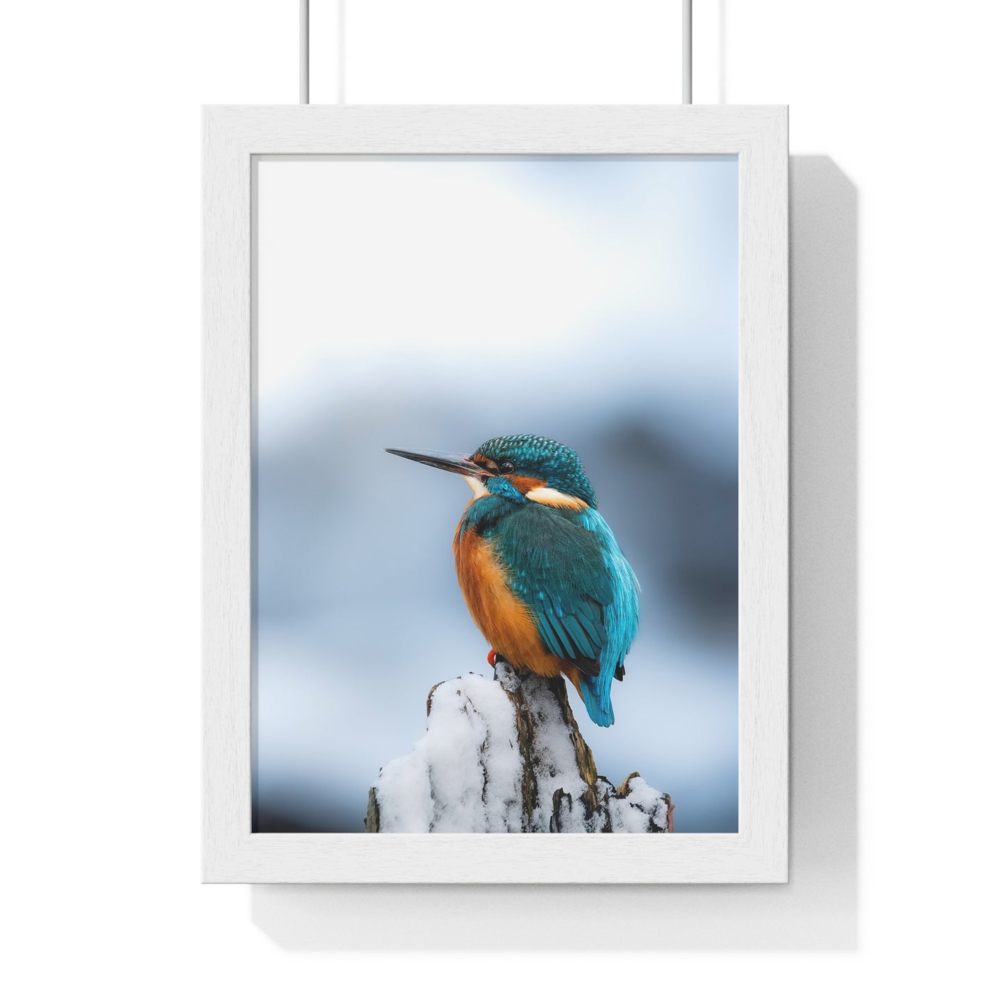 Kingfisher posing