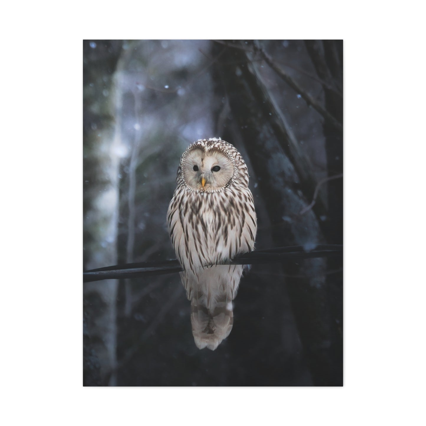 Snowy Owl Matte Canvas