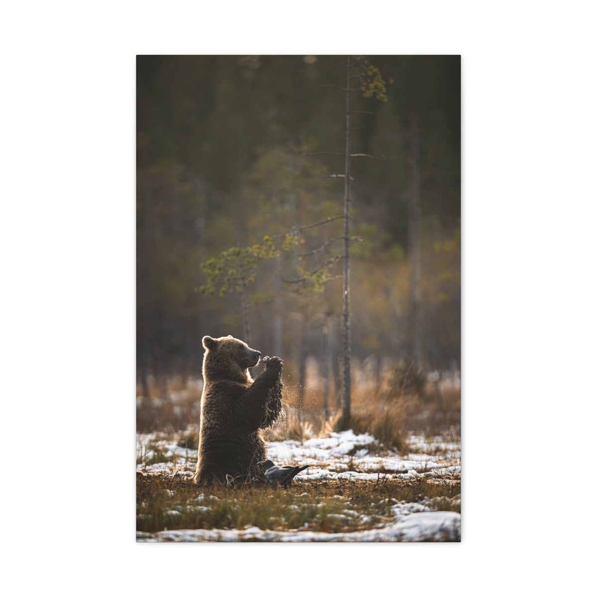 Praying Bear