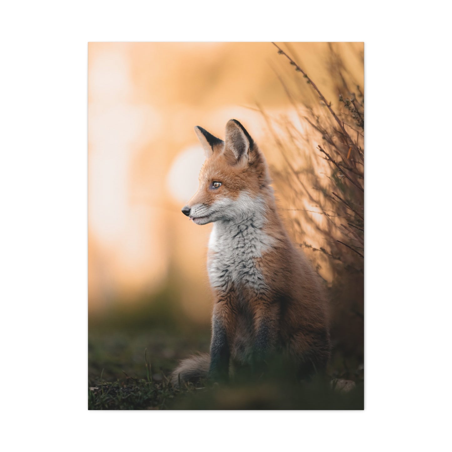 Sunset Fox