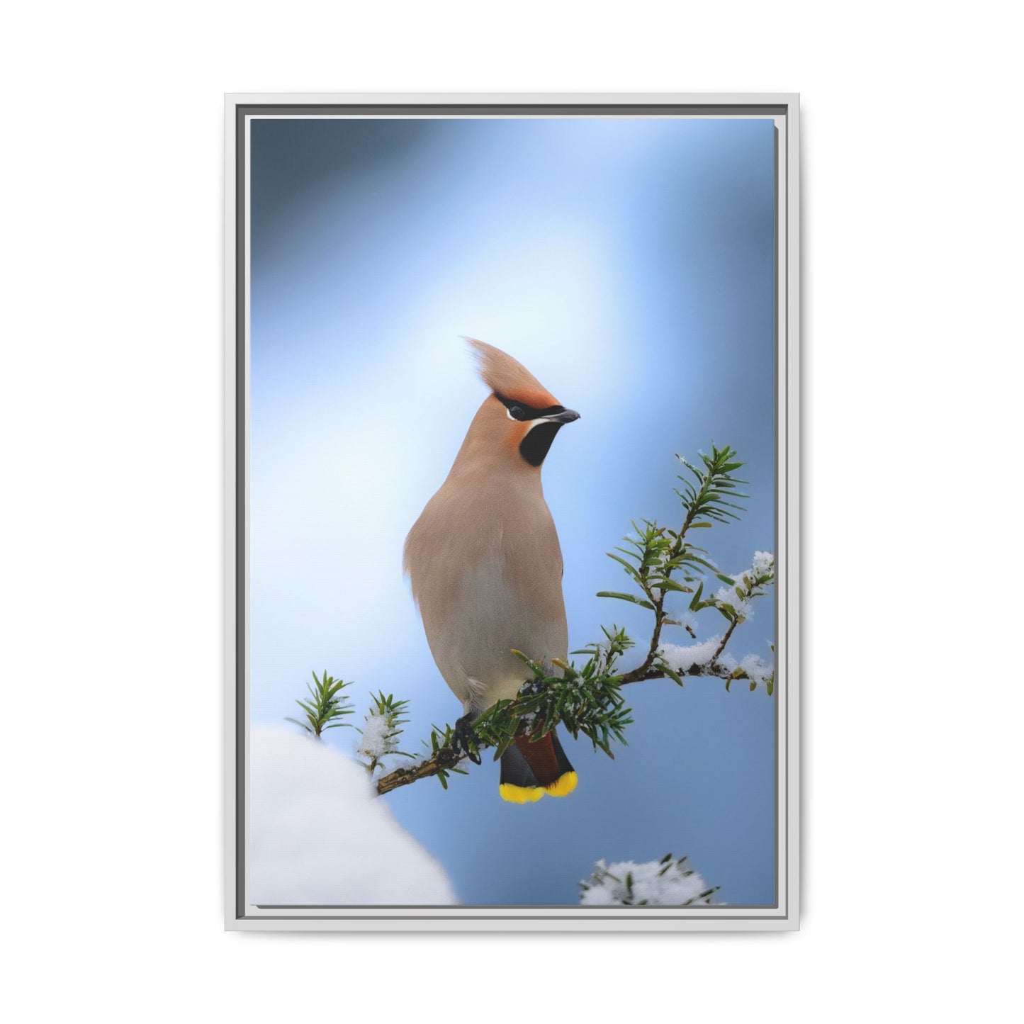 Bohemian Waxwing