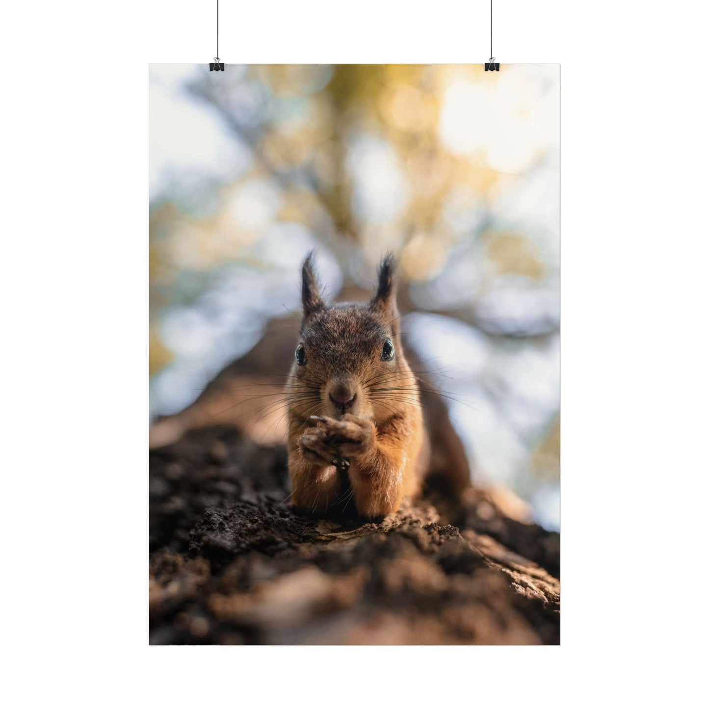 Posing squirrel poster