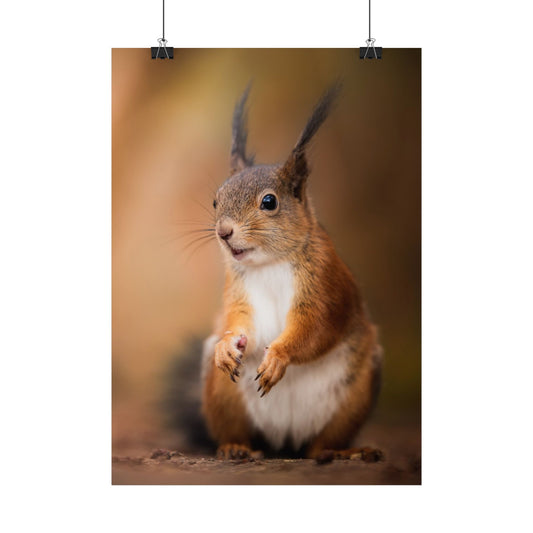 Curious squirrel poster
