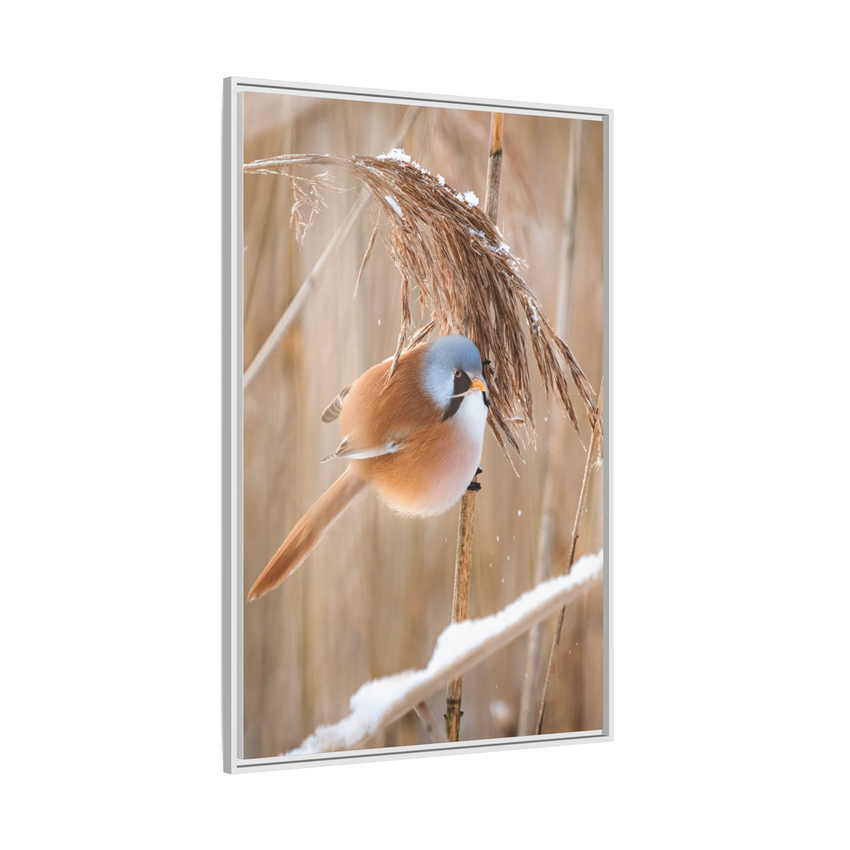 Framed Matte Canvas - Bearded Reedling Bird Photography (Winter Marsh)