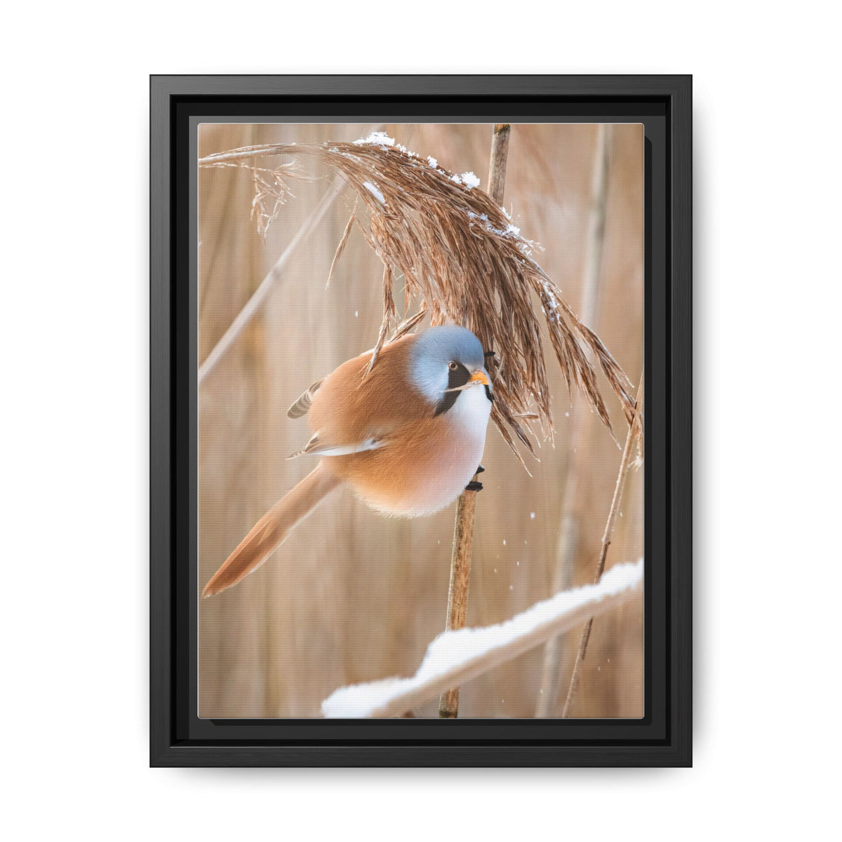 Framed Matte Canvas - Bearded Reedling Bird Photography (Winter Marsh)