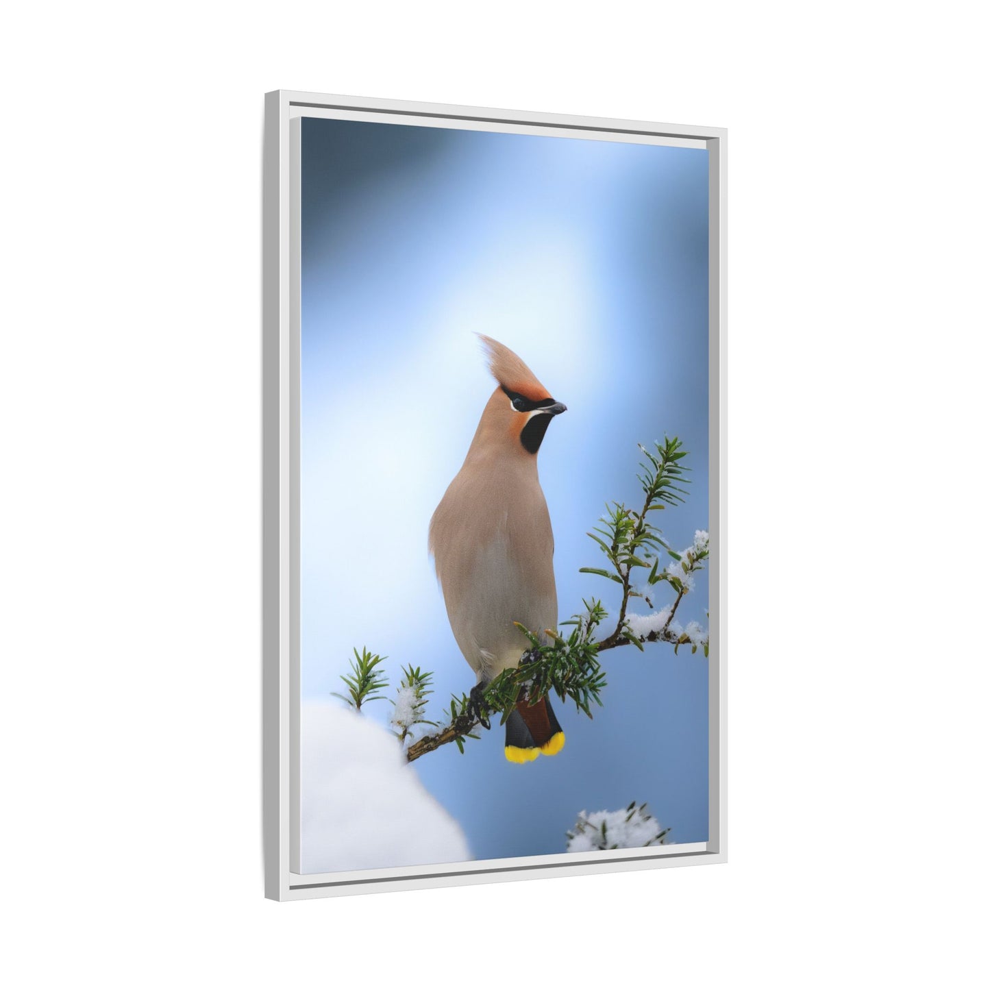 Bohemian Waxwing