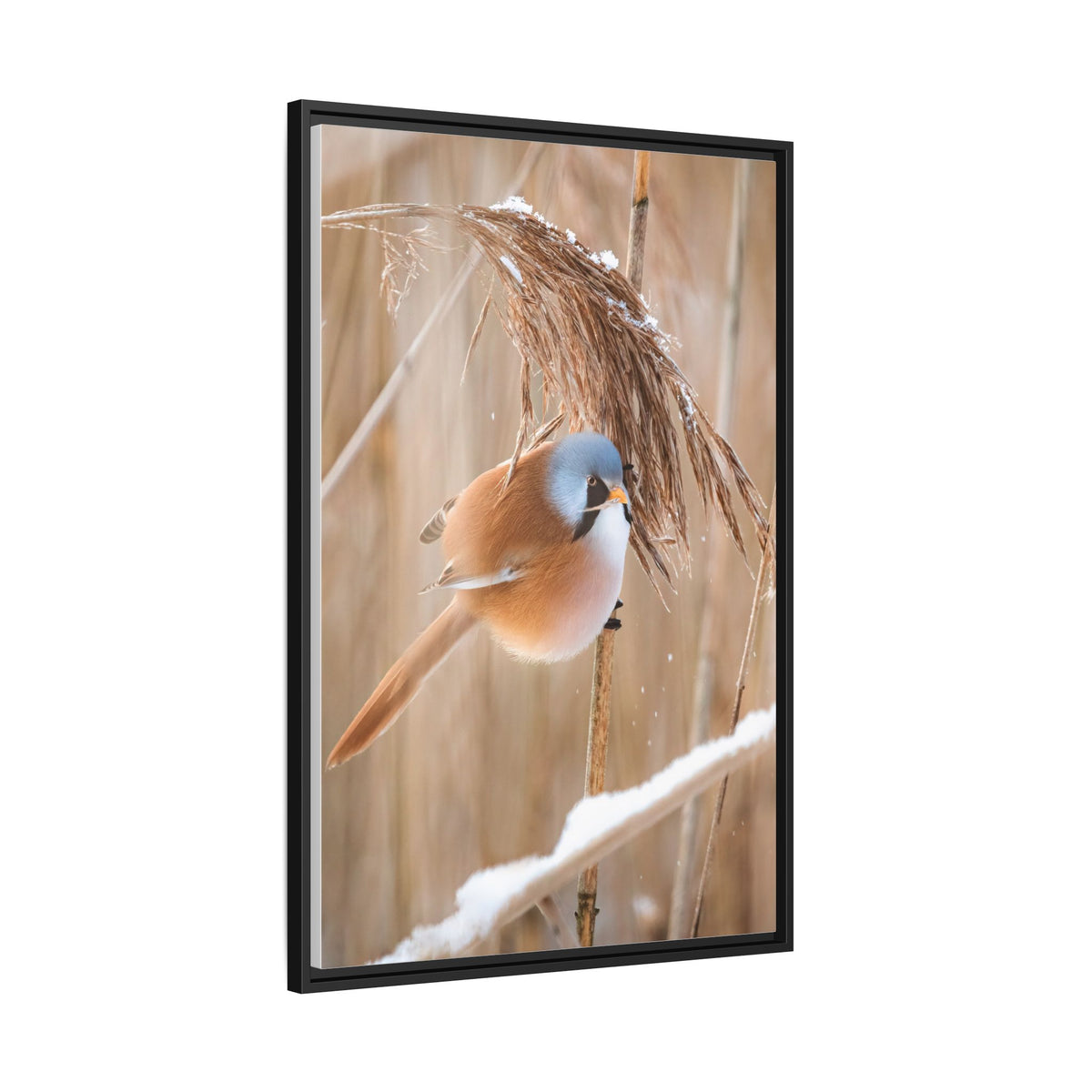 Framed Matte Canvas - Bearded Reedling Bird Photography (Winter Marsh)
