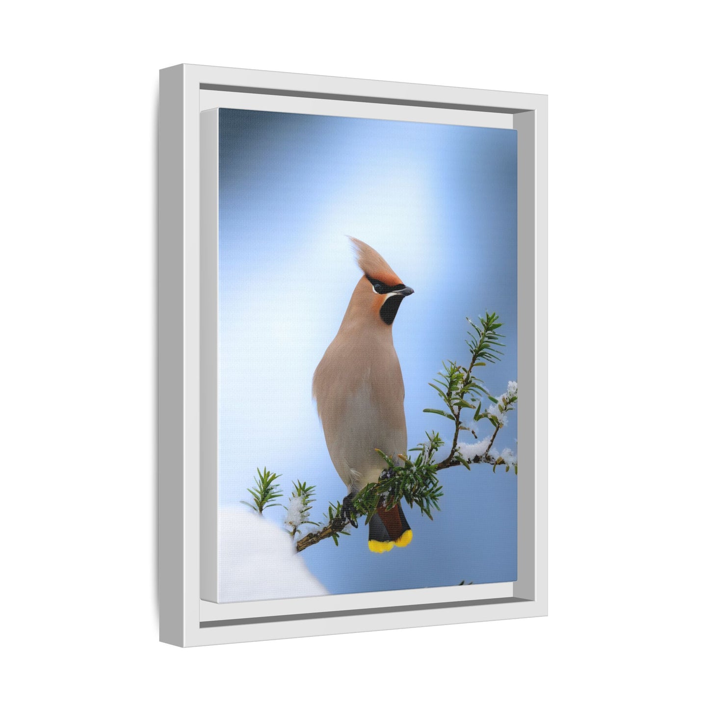 Bohemian Waxwing