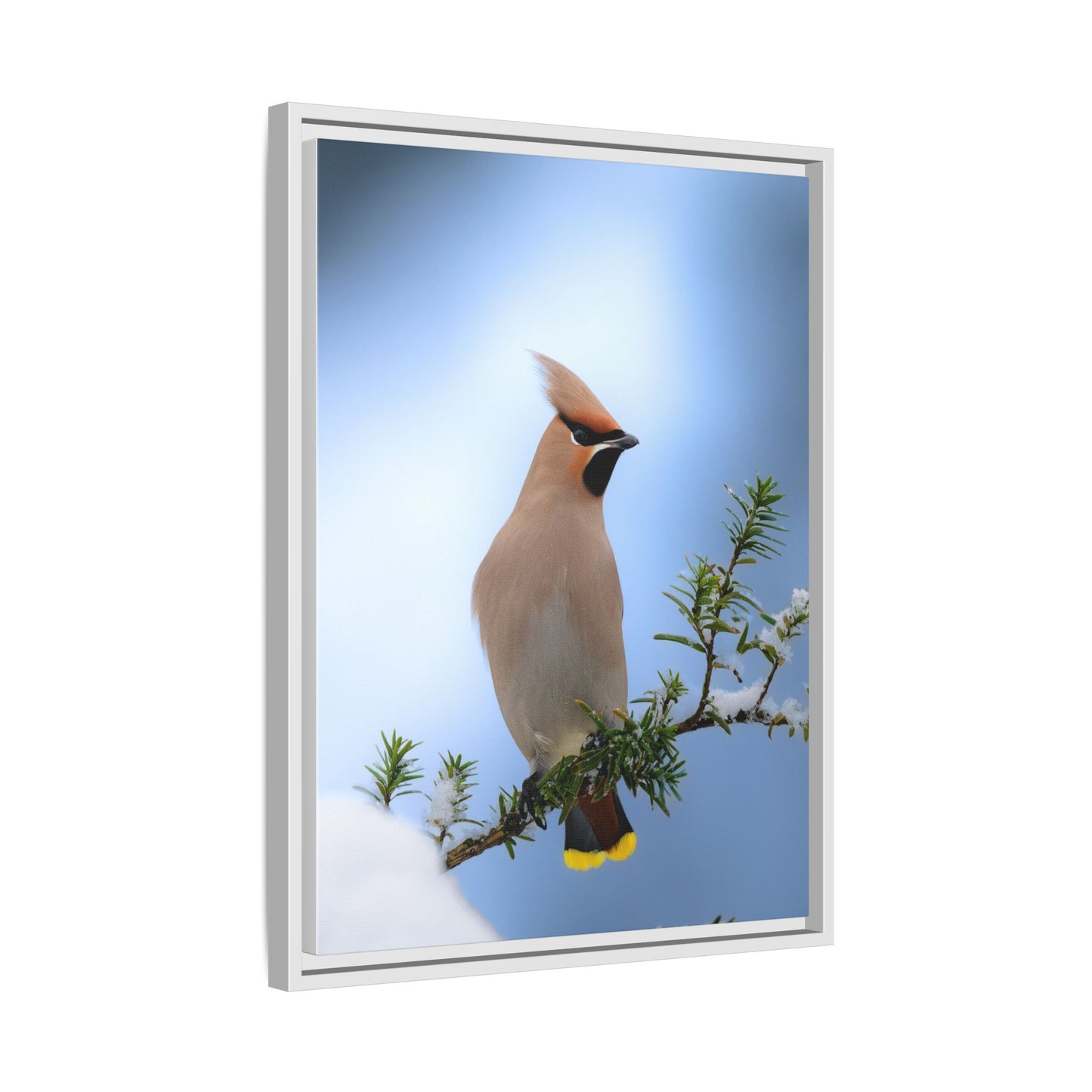 Bohemian Waxwing
