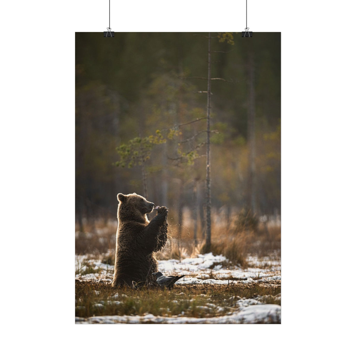 Praying Bear poster