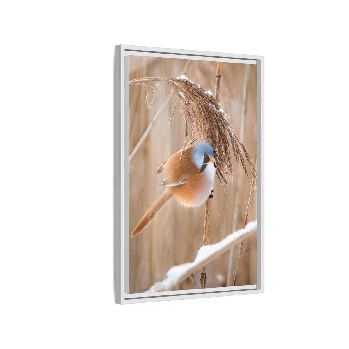 Framed Matte Canvas - Bearded Reedling Bird Photography (Winter Marsh)