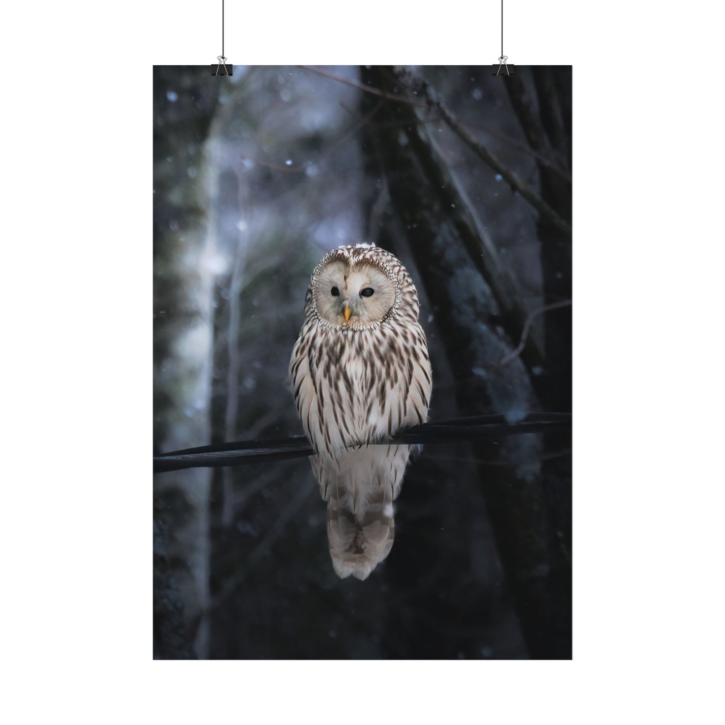Winter Owl Poster