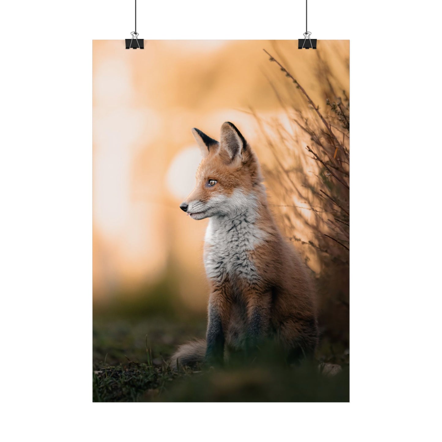 Sunset Fox Poster