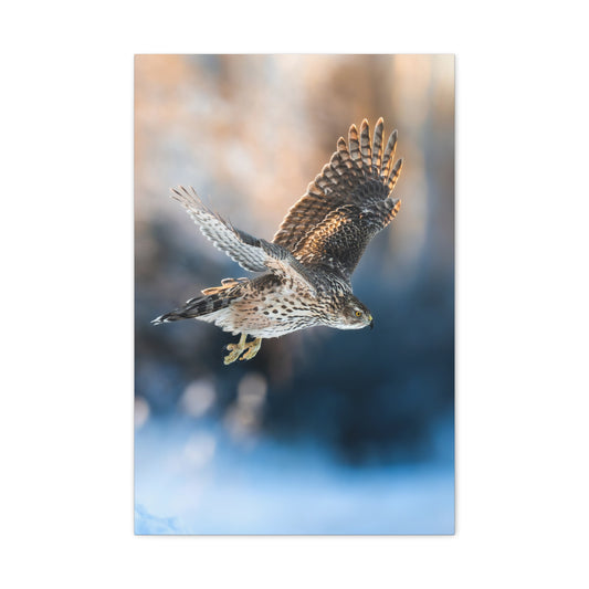 Bird of prey winter edition