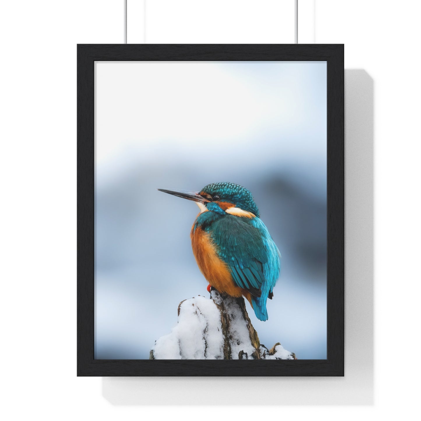 Kingfisher posing