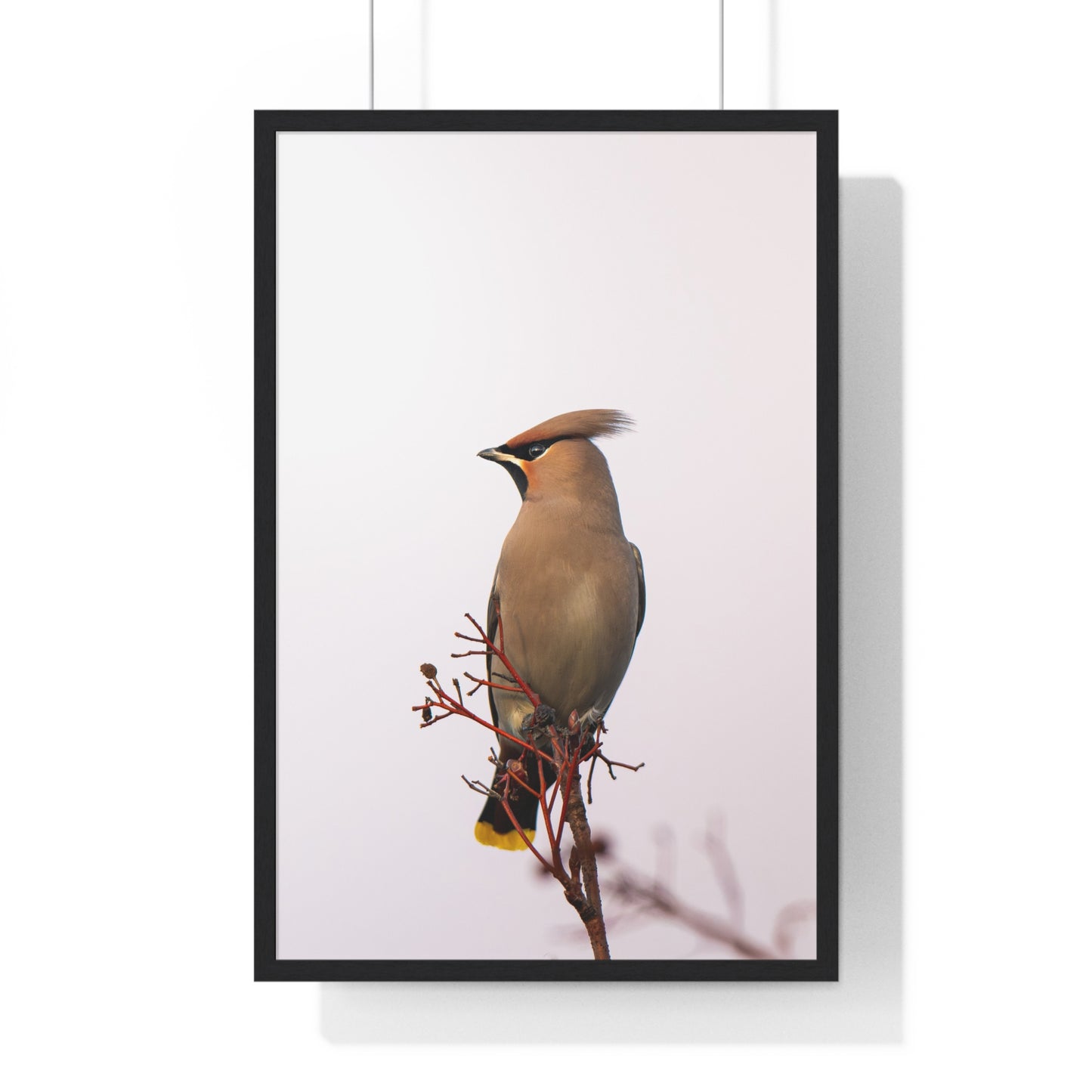 Bohemian Waxwing during sunset