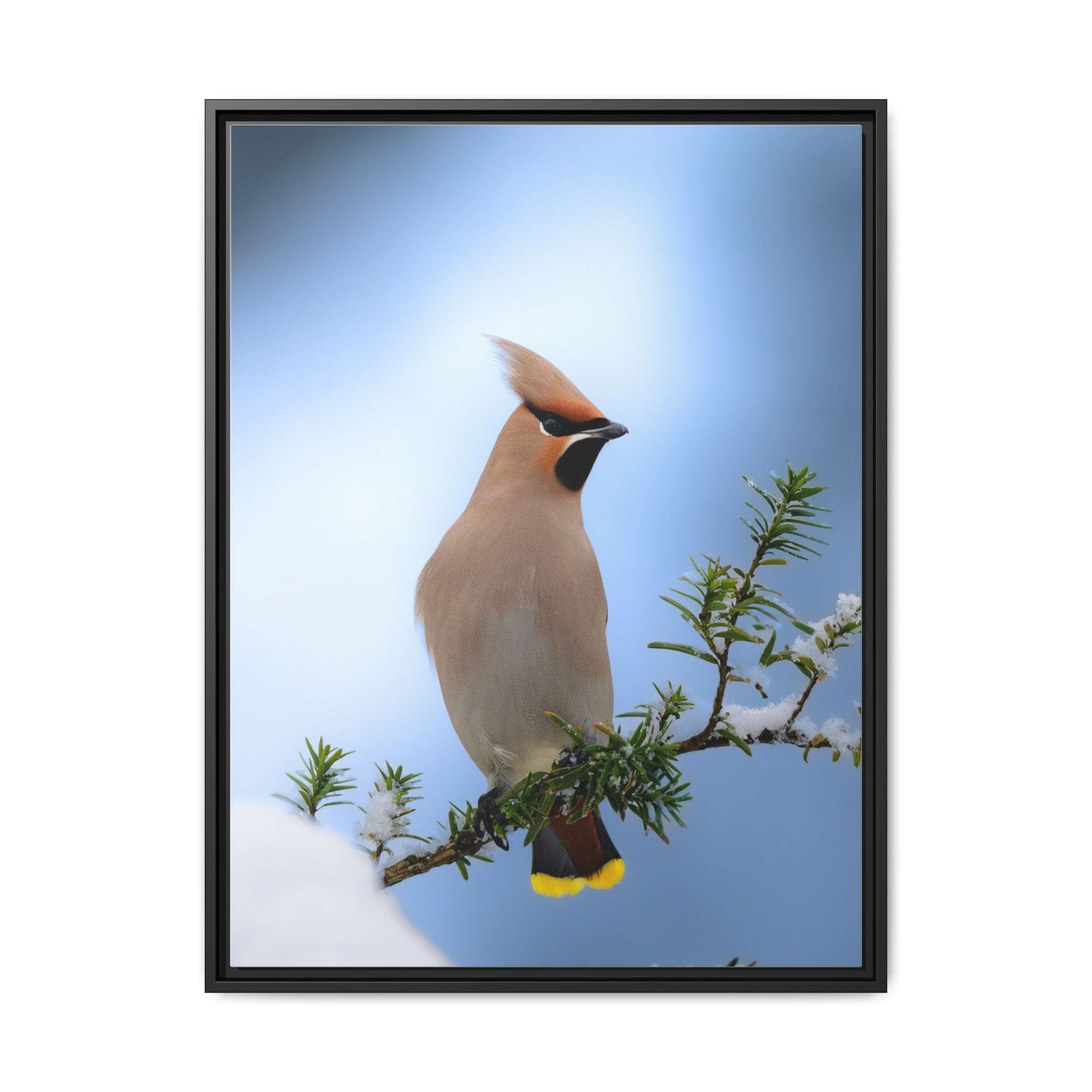 Bohemian Waxwing