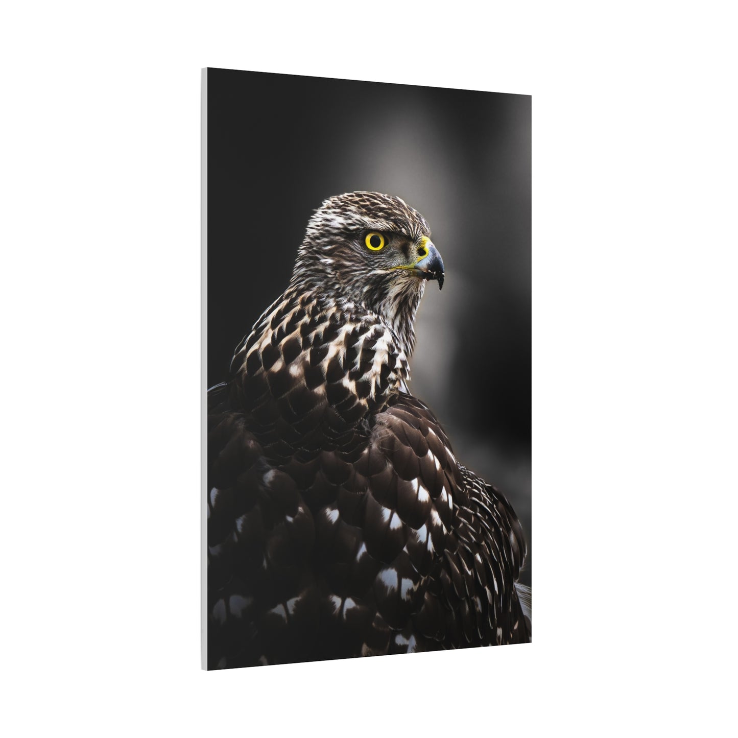 Close up Goshawk