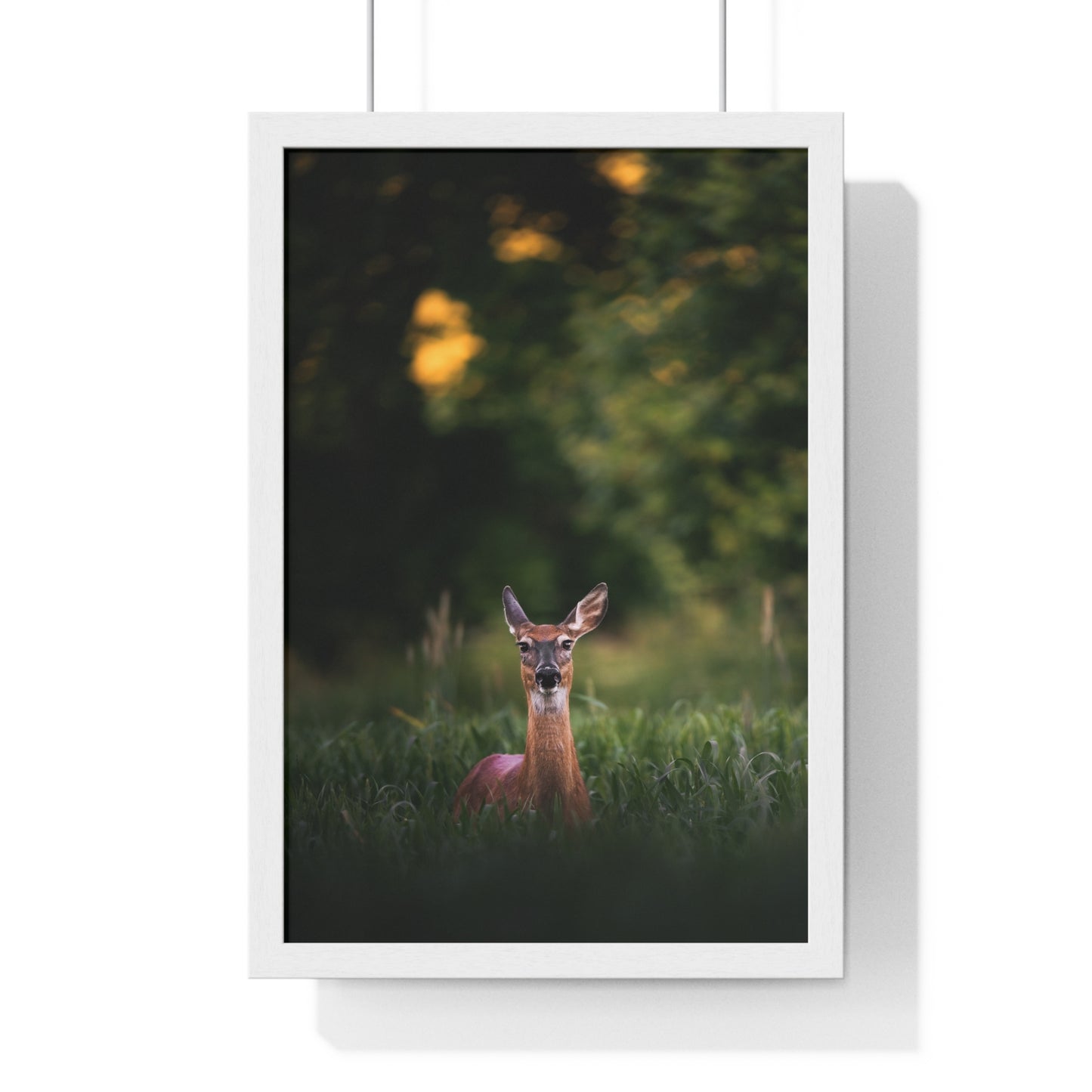 Midsummer Deer
