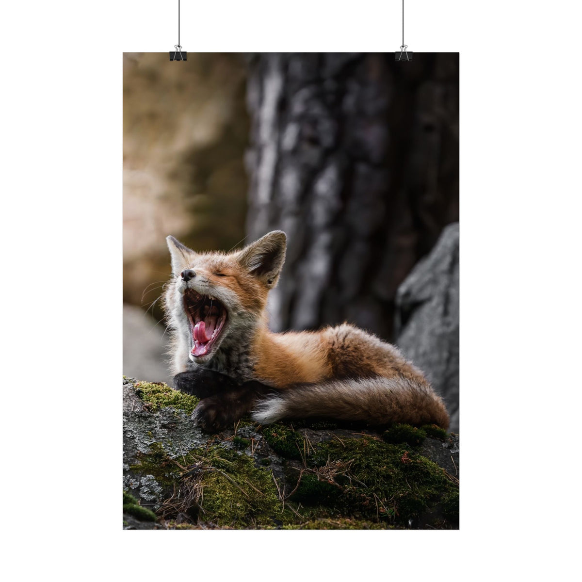 Yawning Fox Poster – Woodland Wildlife Wall Art