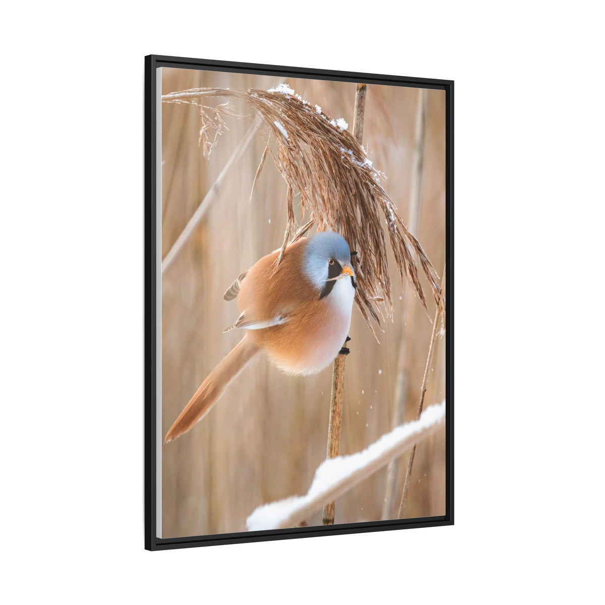 Framed Matte Canvas - Bearded Reedling Bird Photography (Winter Marsh)