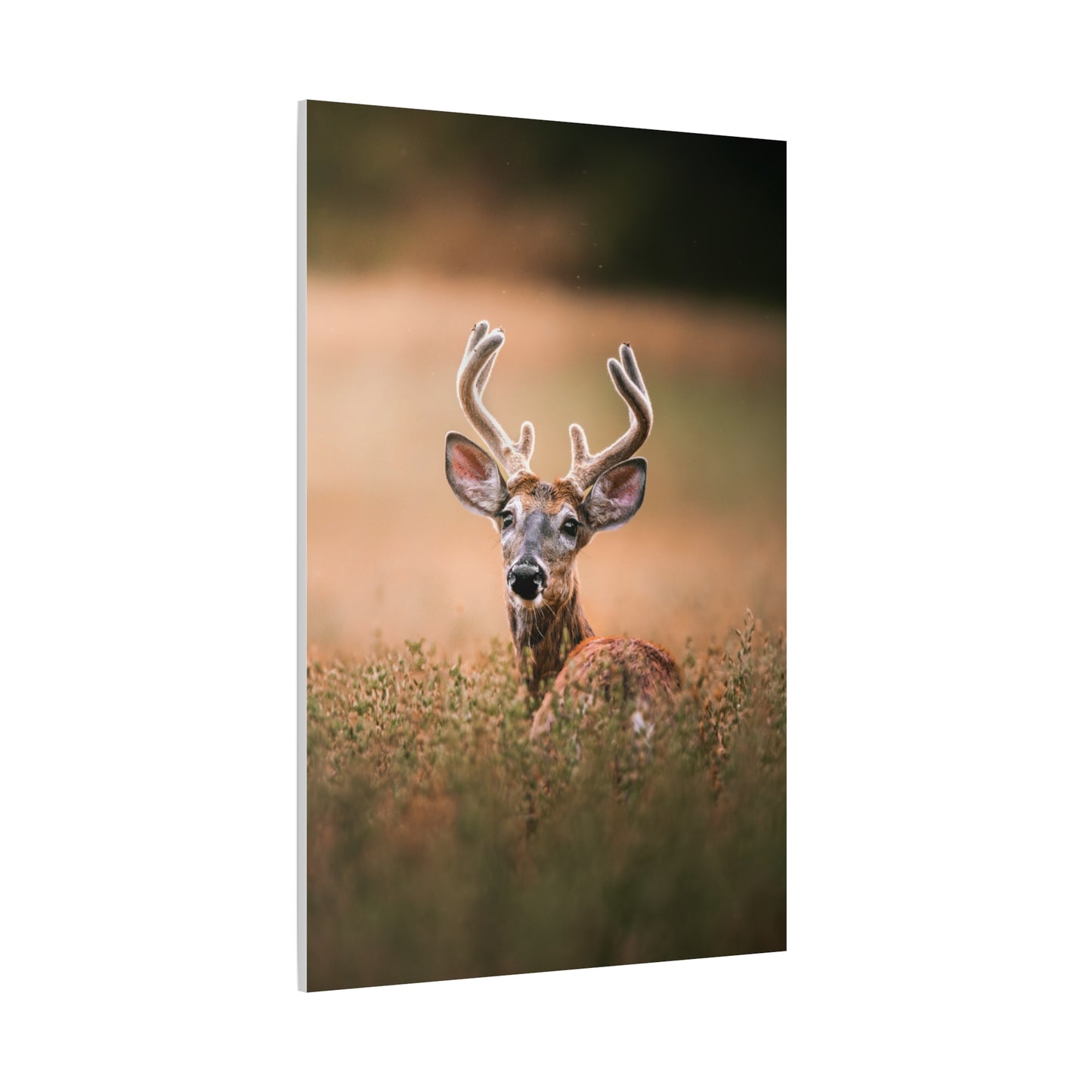 Crown Deer