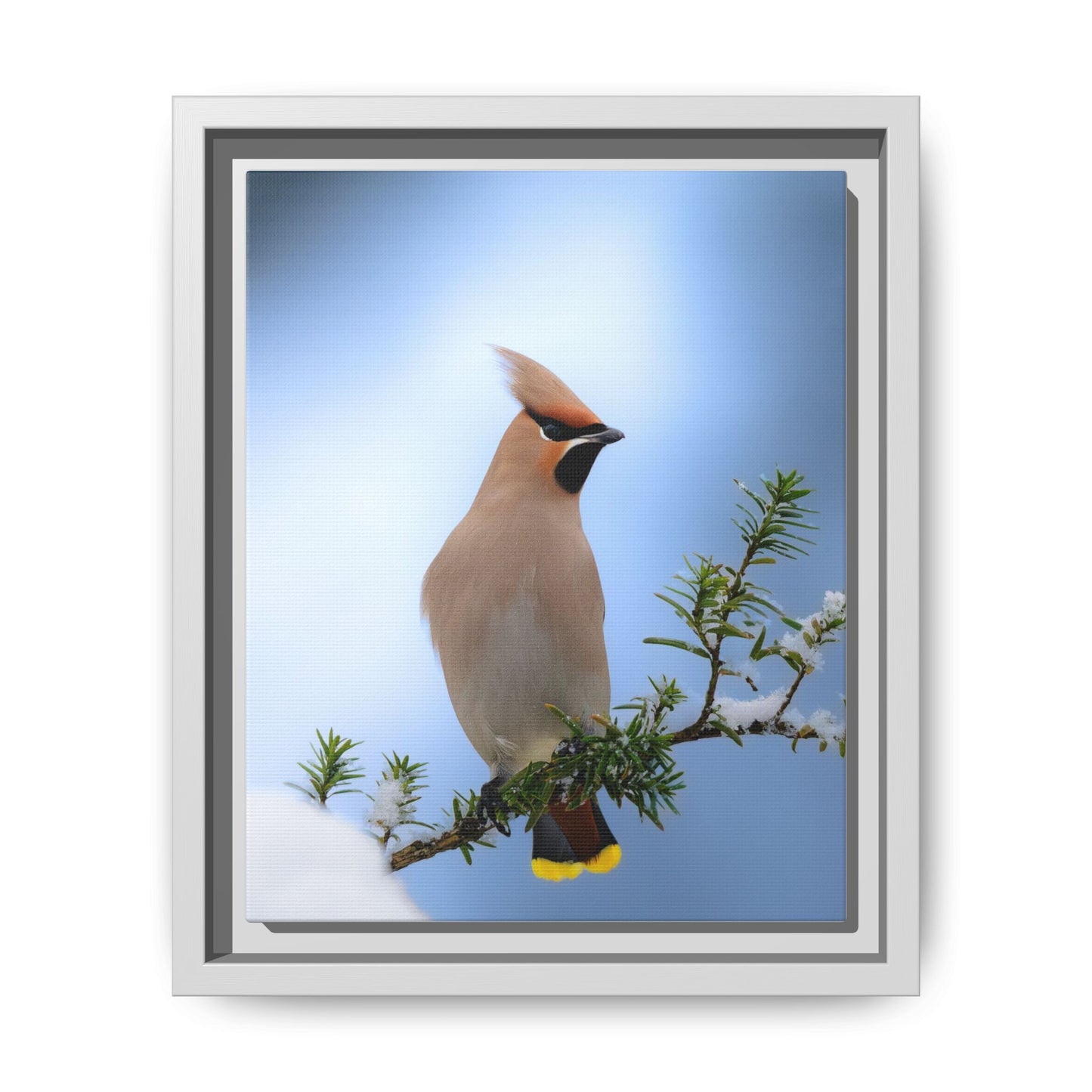 Bohemian Waxwing