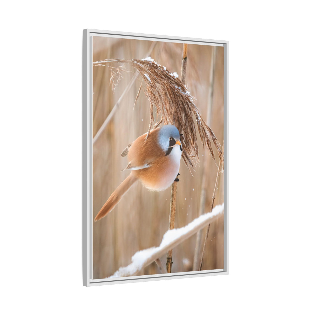 Framed Matte Canvas - Bearded Reedling Bird Photography (Winter Marsh)