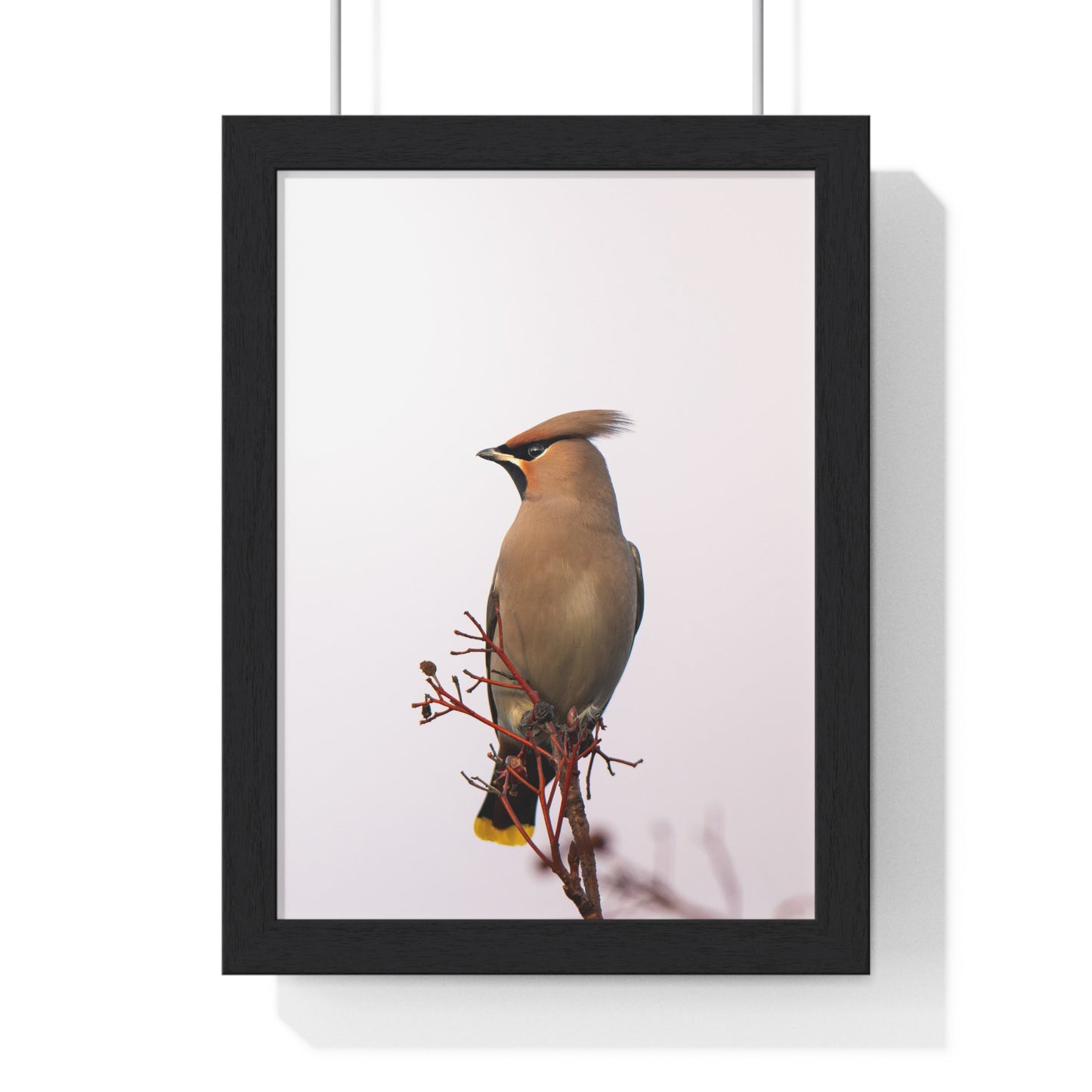Bohemian Waxwing during sunset