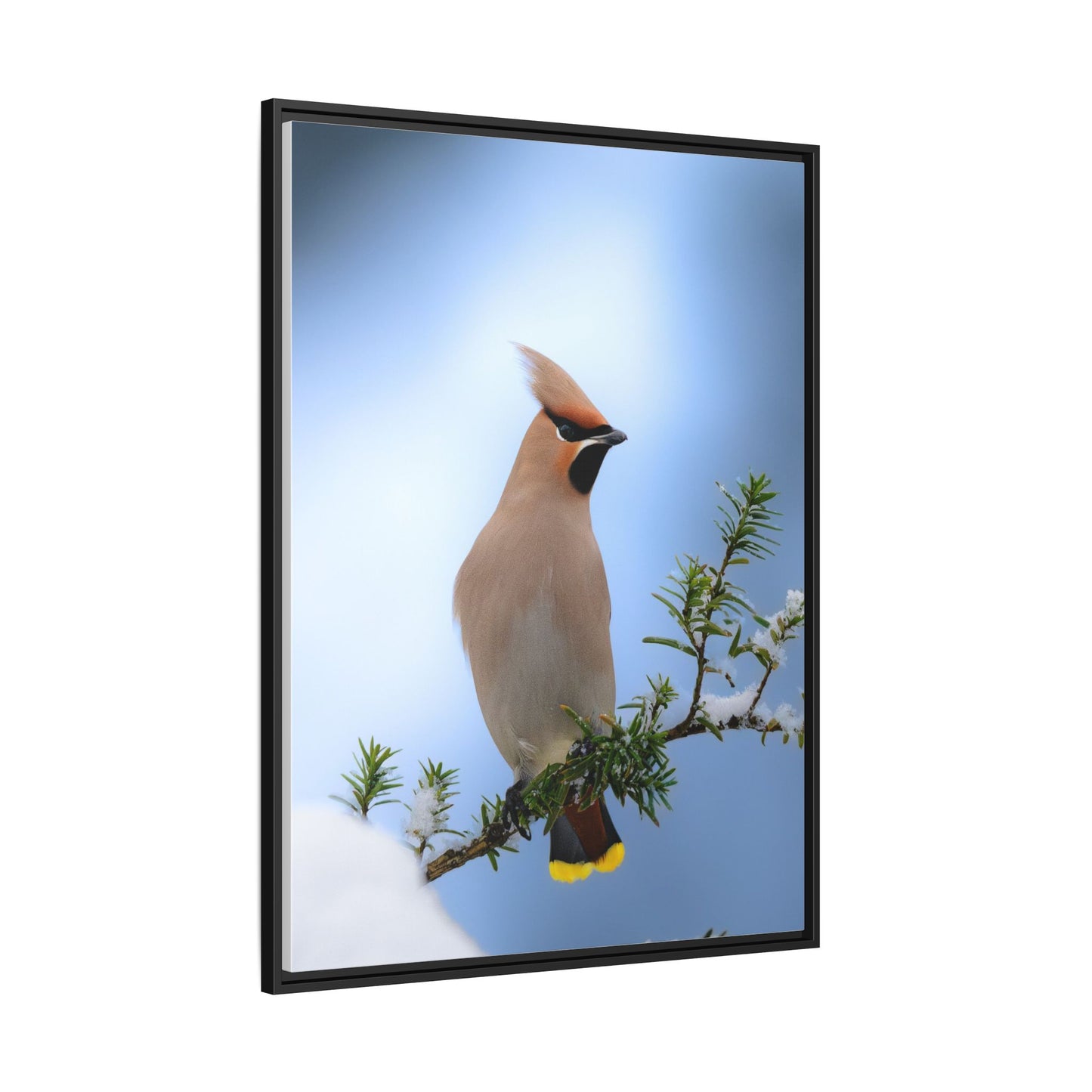 Bohemian Waxwing