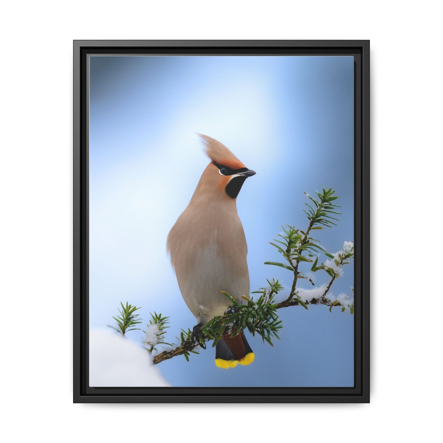 Bohemian Waxwing