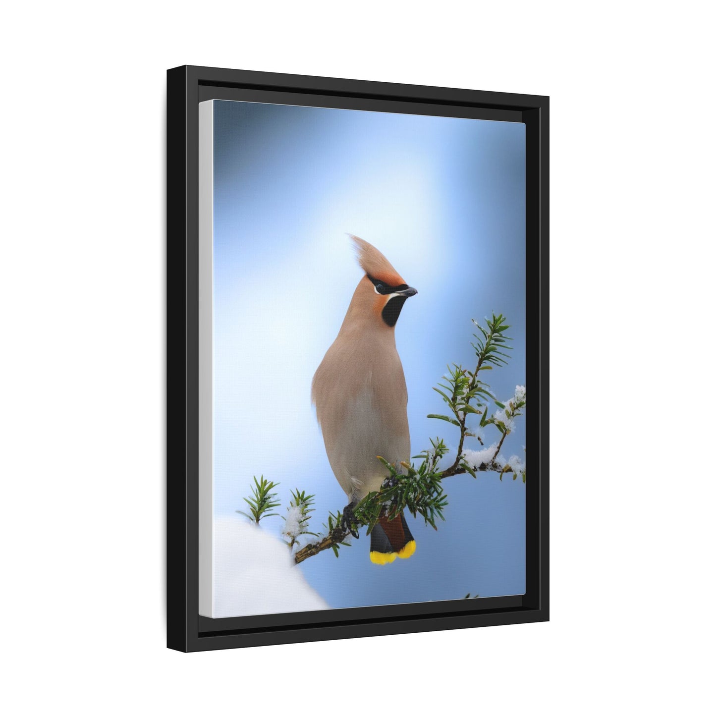 Bohemian Waxwing
