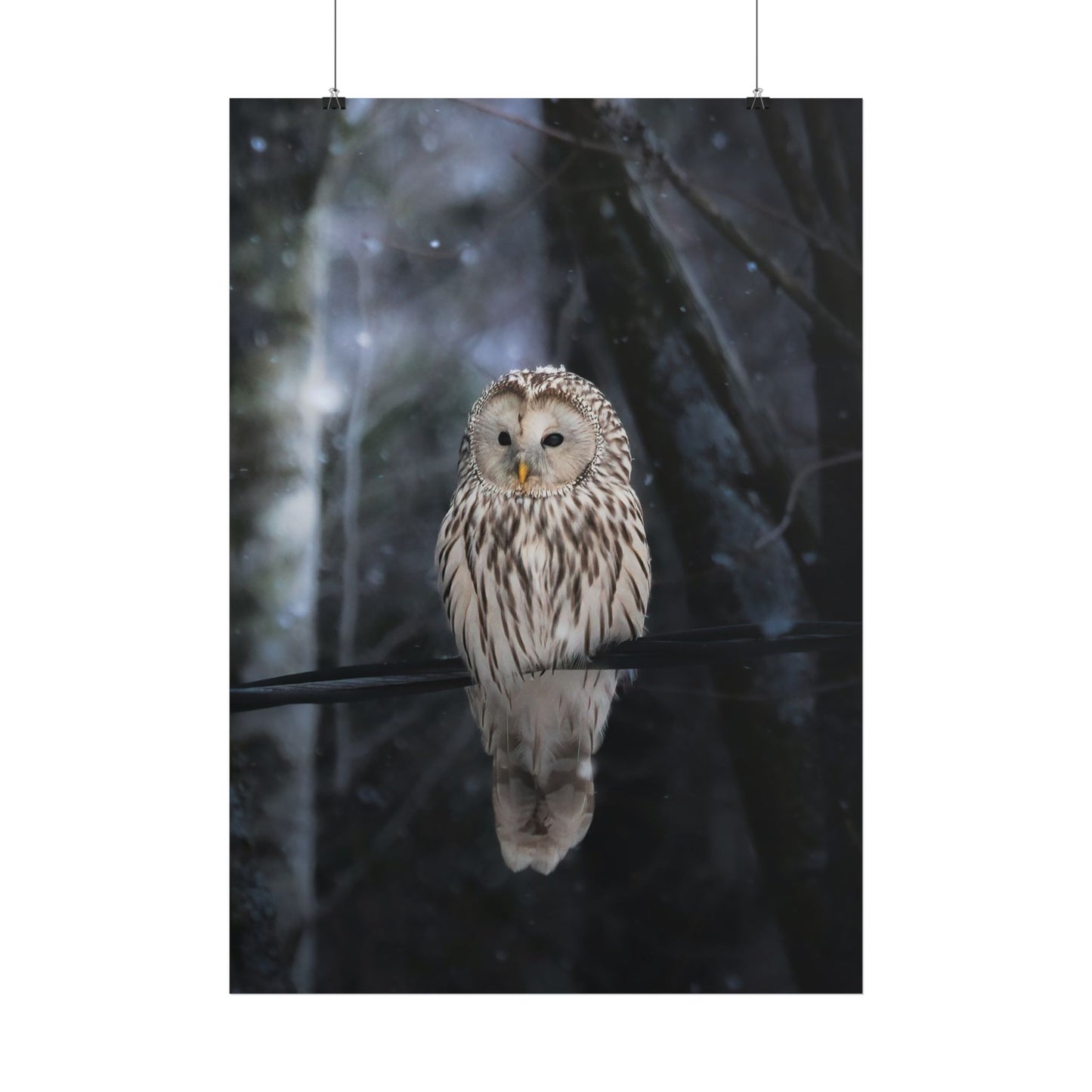 Winter Owl Poster