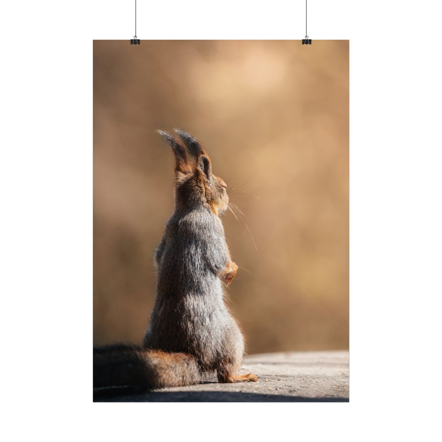Meditating Squirrel poster