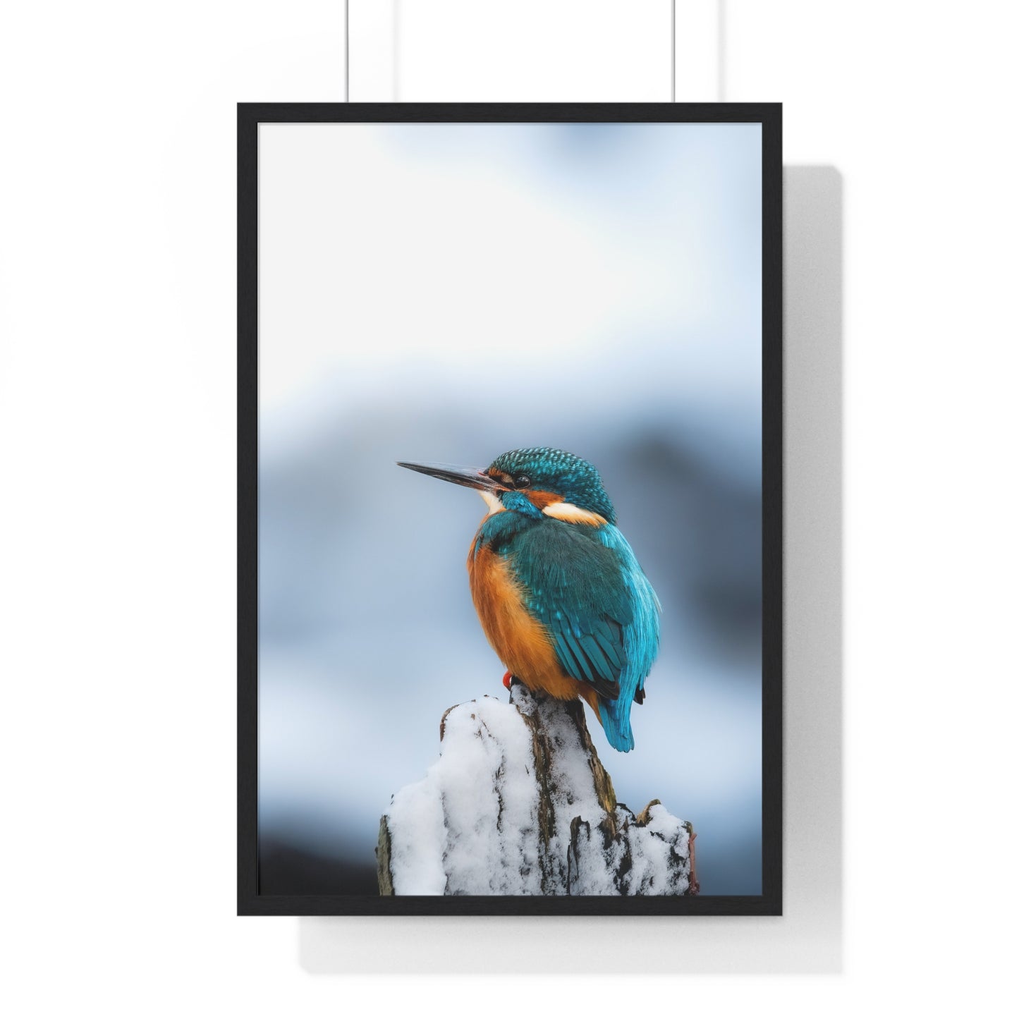Kingfisher posing