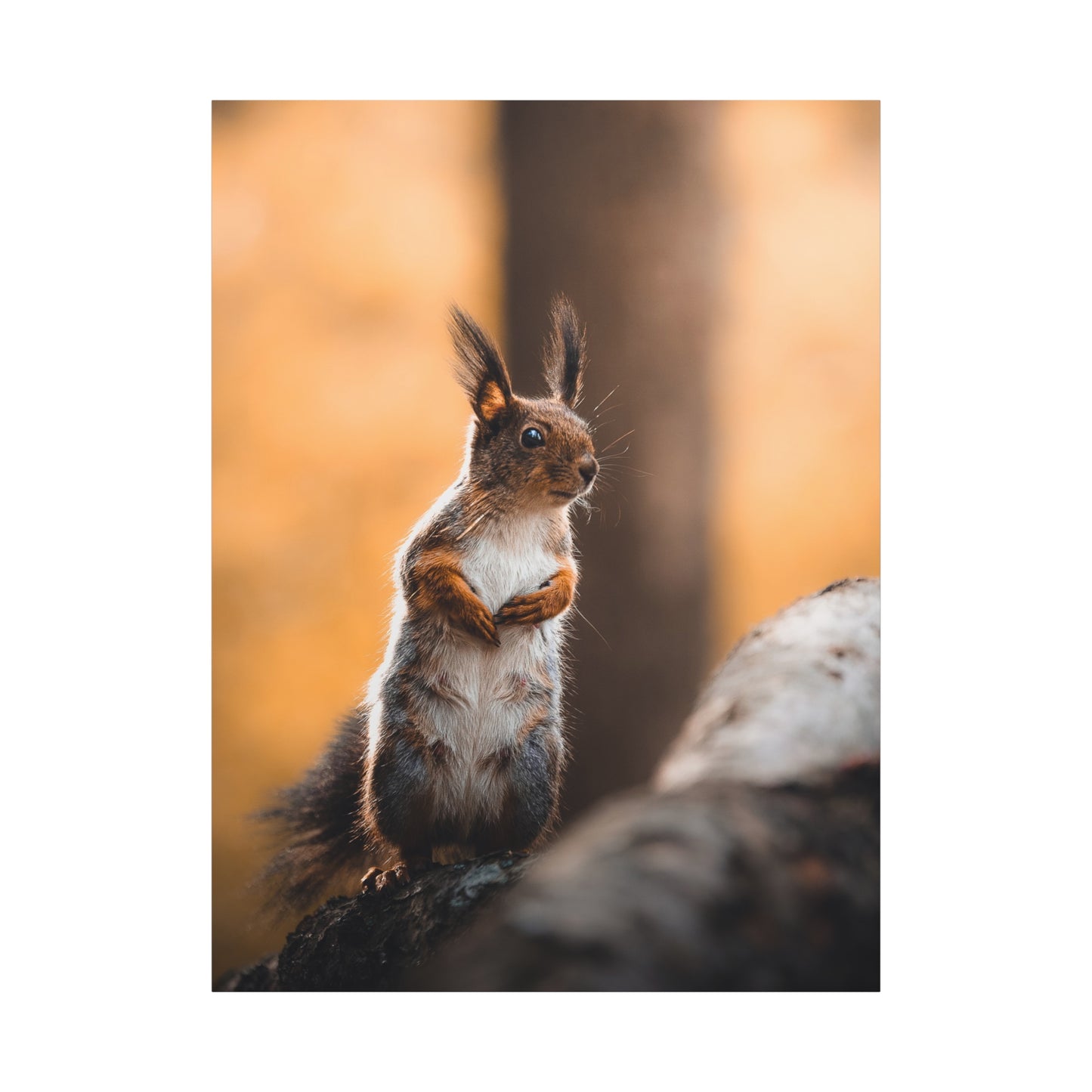 Momma Squirrel