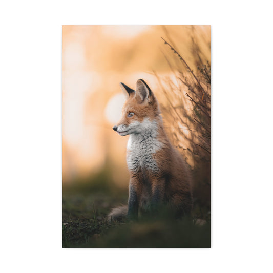 Sunset Fox