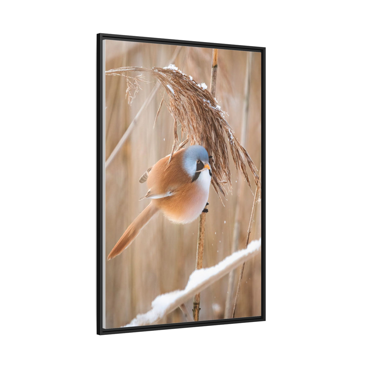 Framed Matte Canvas - Bearded Reedling Bird Photography (Winter Marsh)