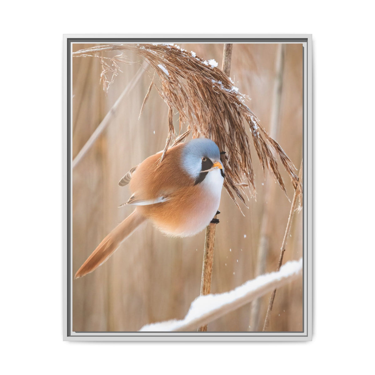 Framed Matte Canvas - Bearded Reedling Bird Photography (Winter Marsh)
