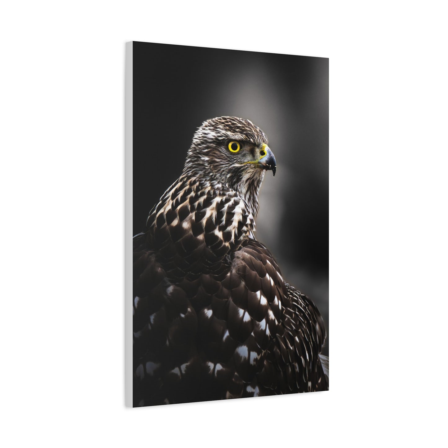 Close up Goshawk