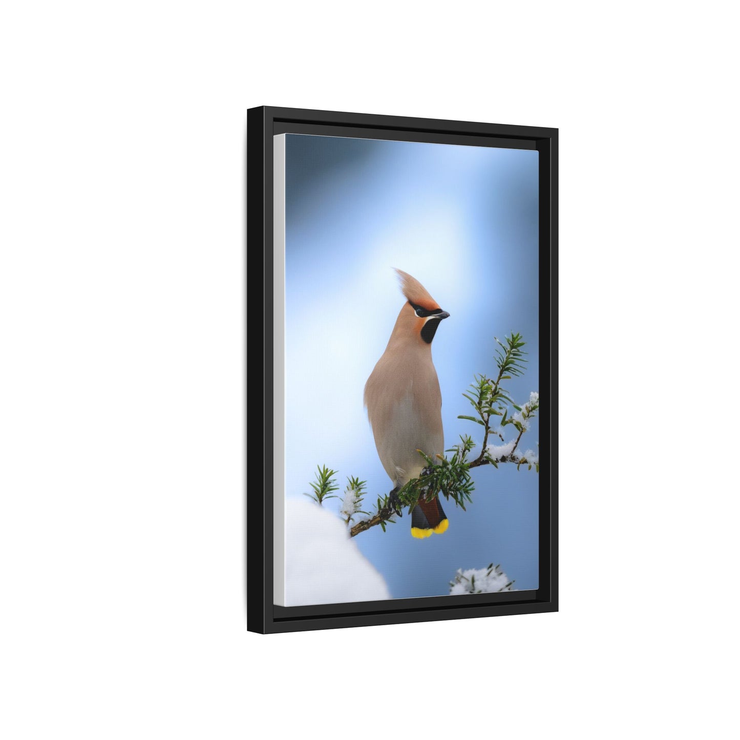 Bohemian Waxwing