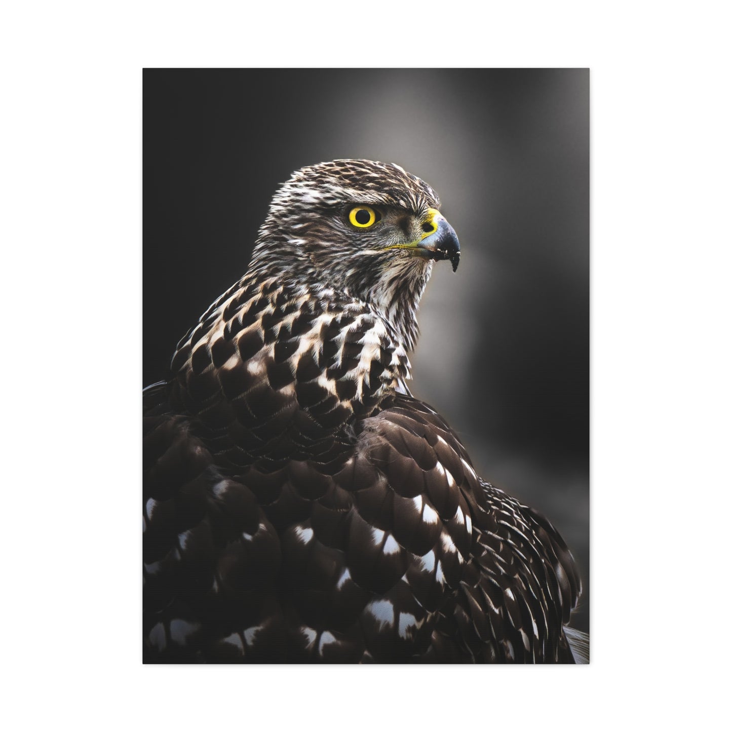 Close up Goshawk