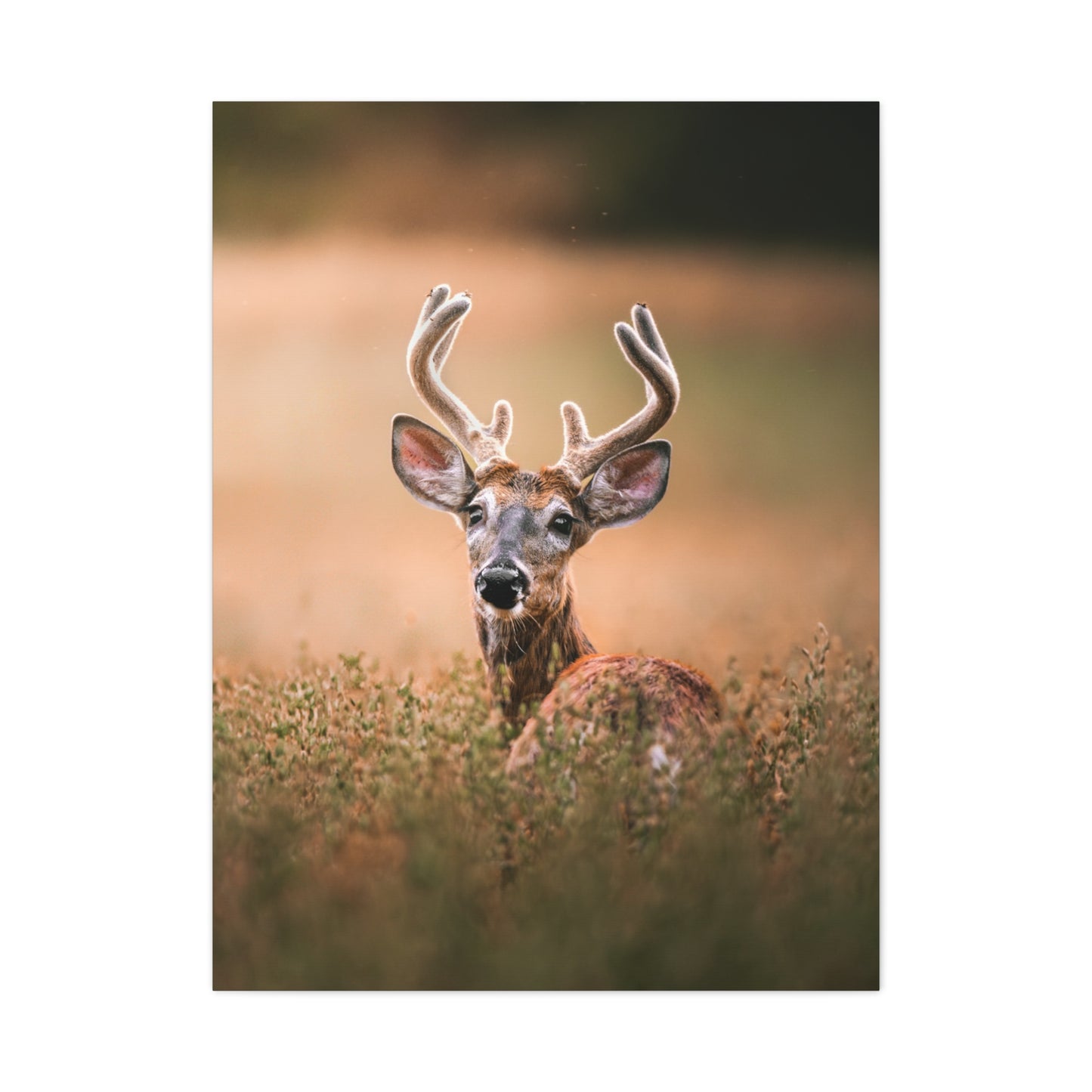 Crown Deer