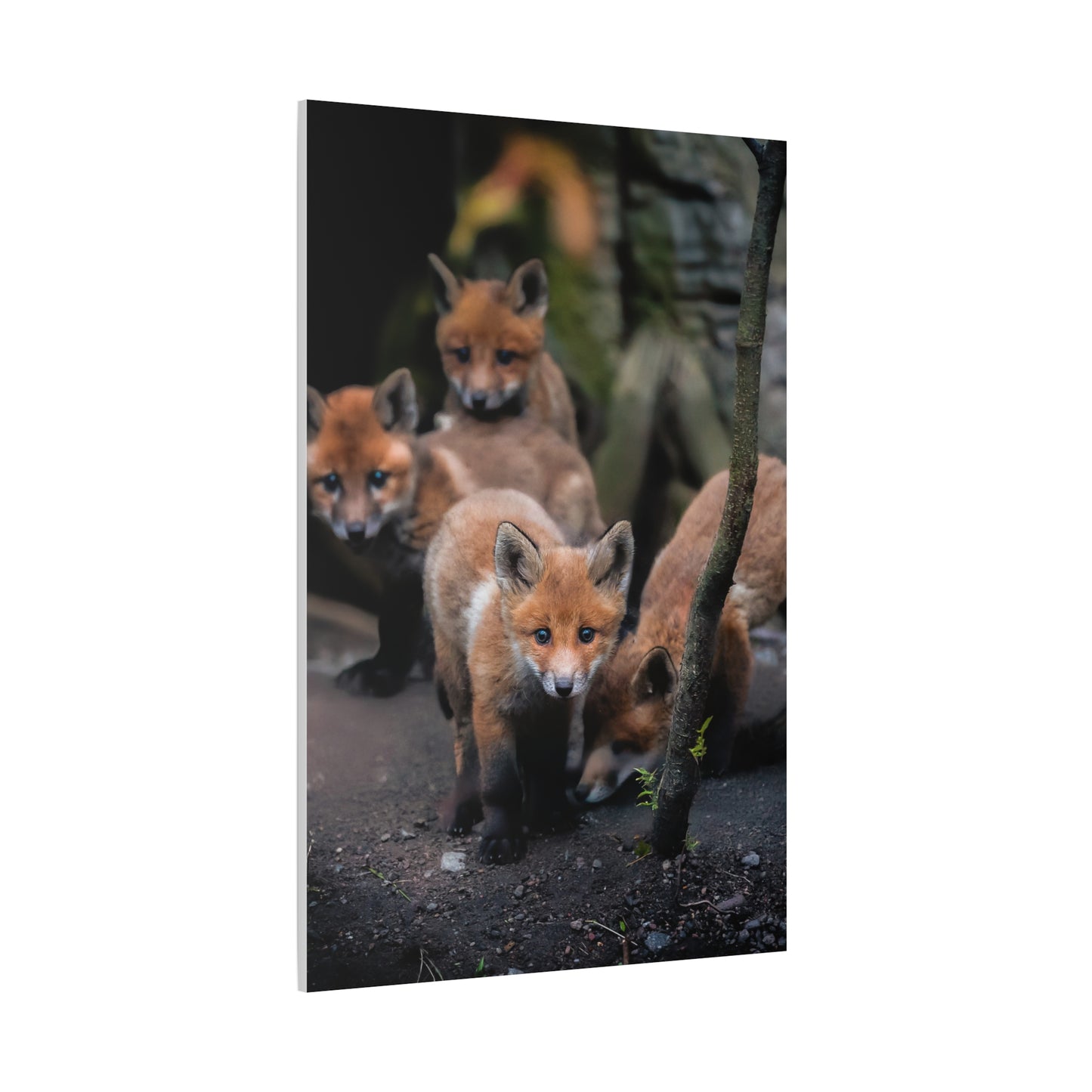 Fox Siblings
