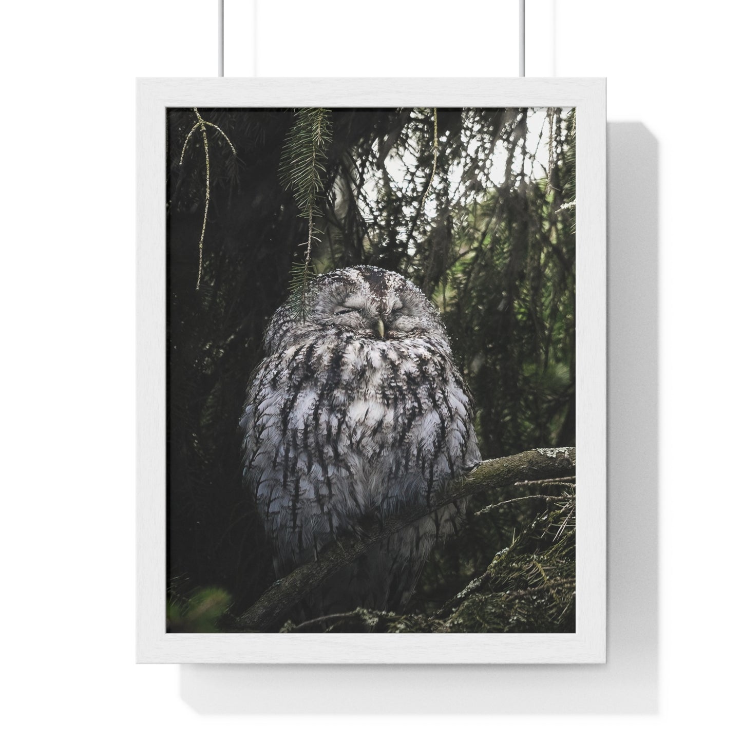 Sleepy Tawny Owl