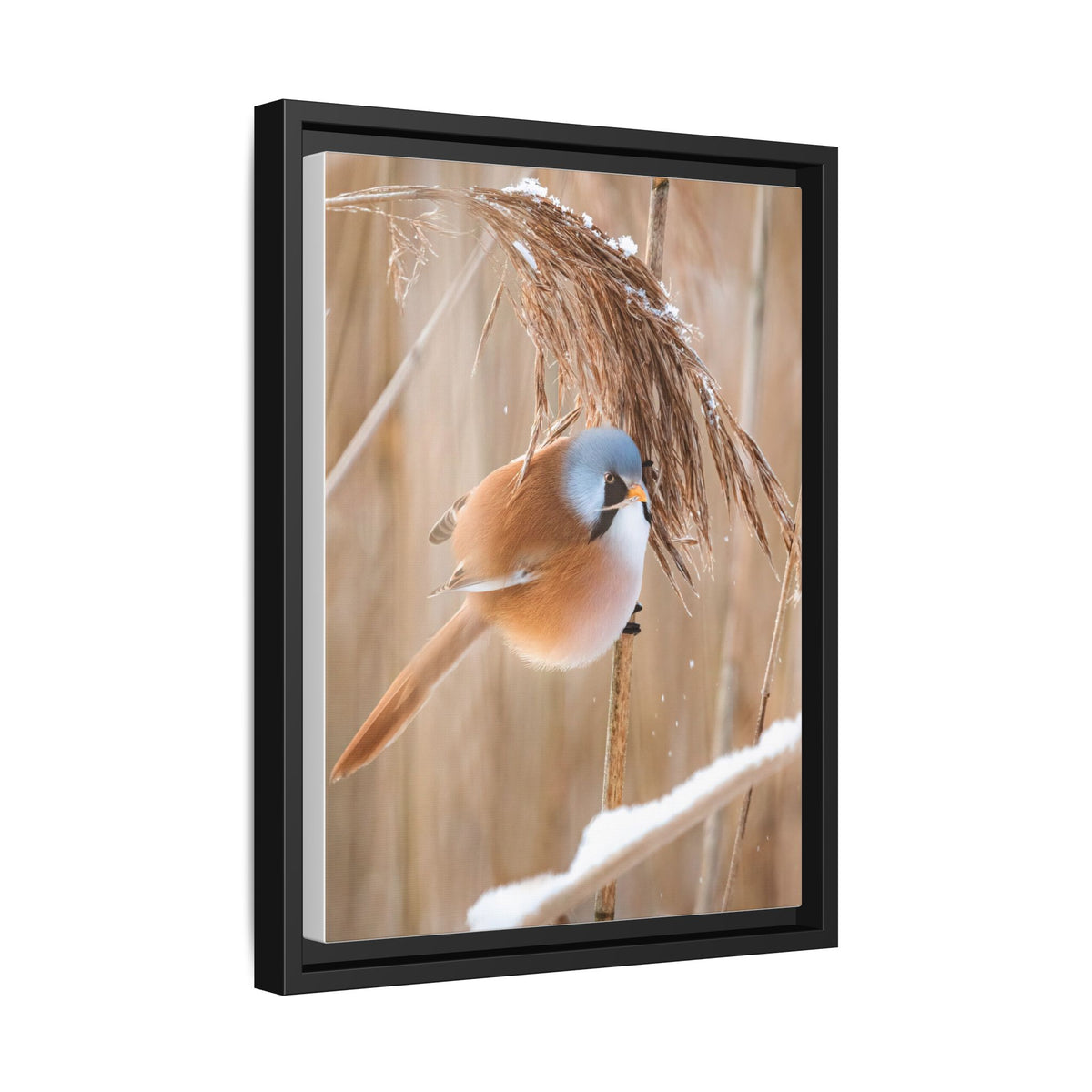 Framed Matte Canvas - Bearded Reedling Bird Photography (Winter Marsh)