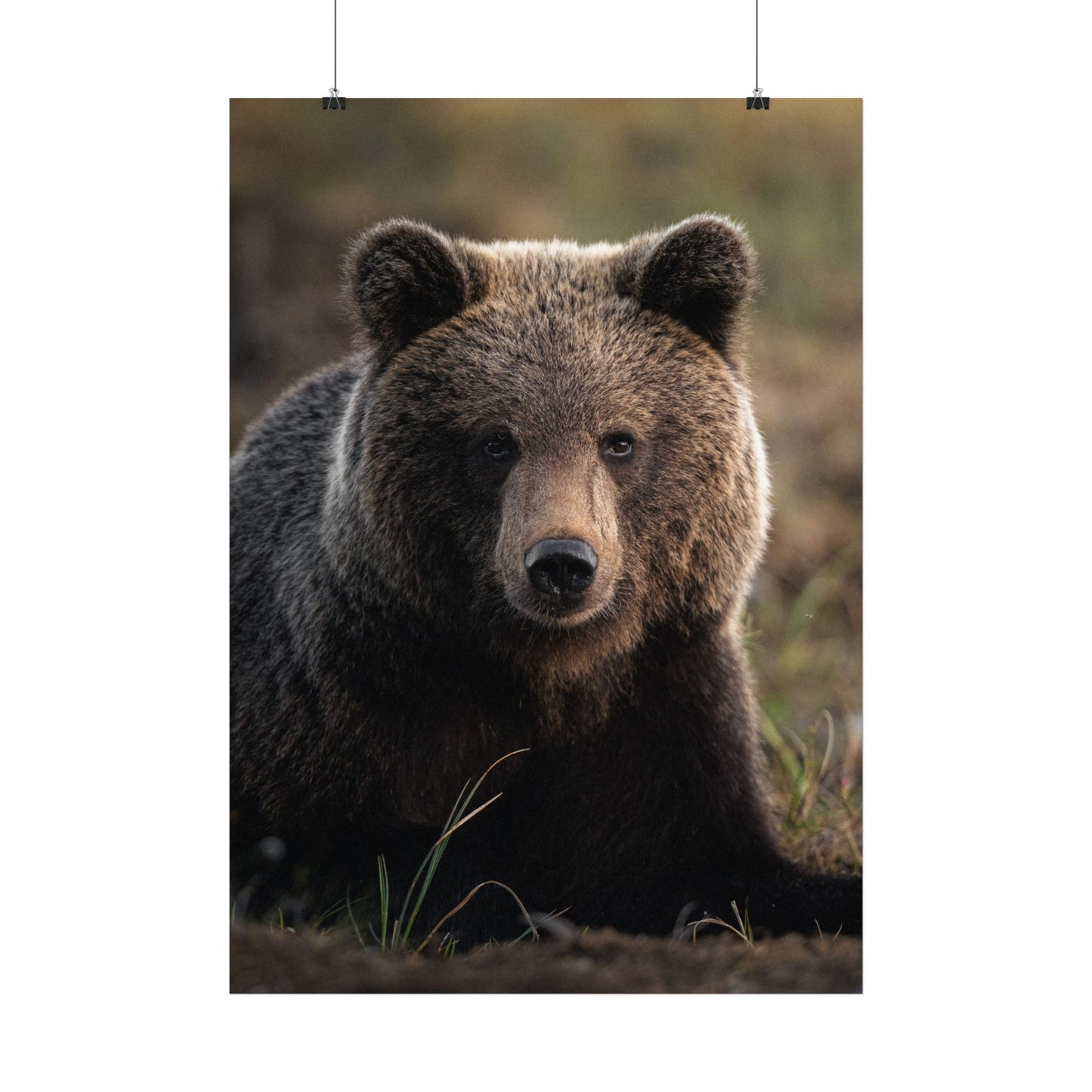 Big ol' teddybear poster