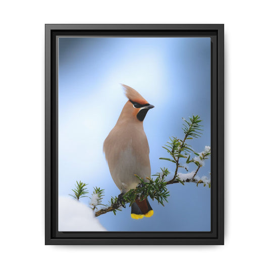 Bohemian Waxwing